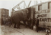 La tragique histoire de Fritz l’éléphant