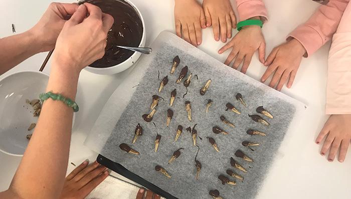 monde des insectes